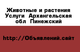 Животные и растения Услуги. Архангельская обл.,Пинежский 